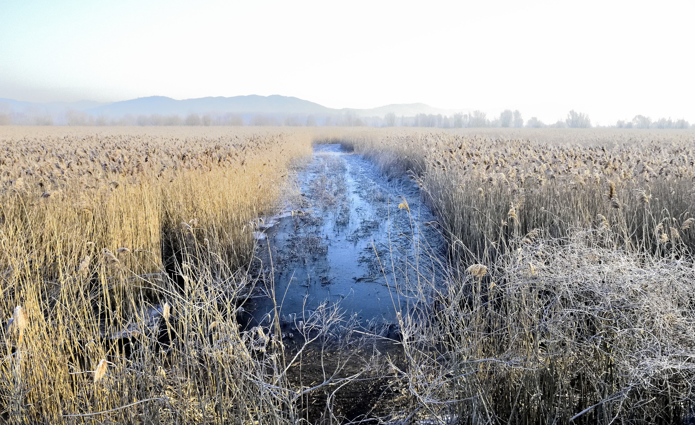 Frosty winter in the countryside