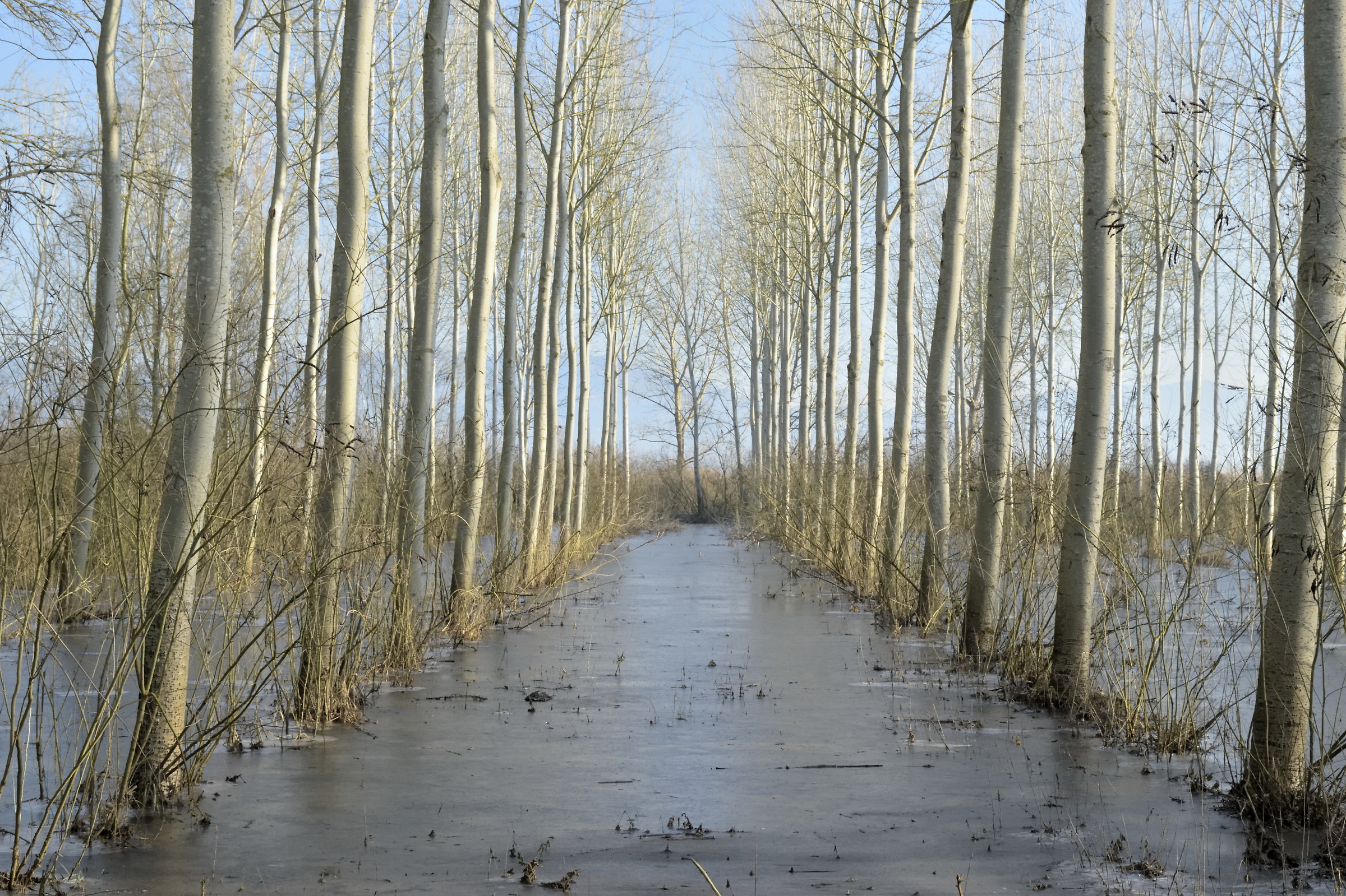 Prospective alignments in the cold