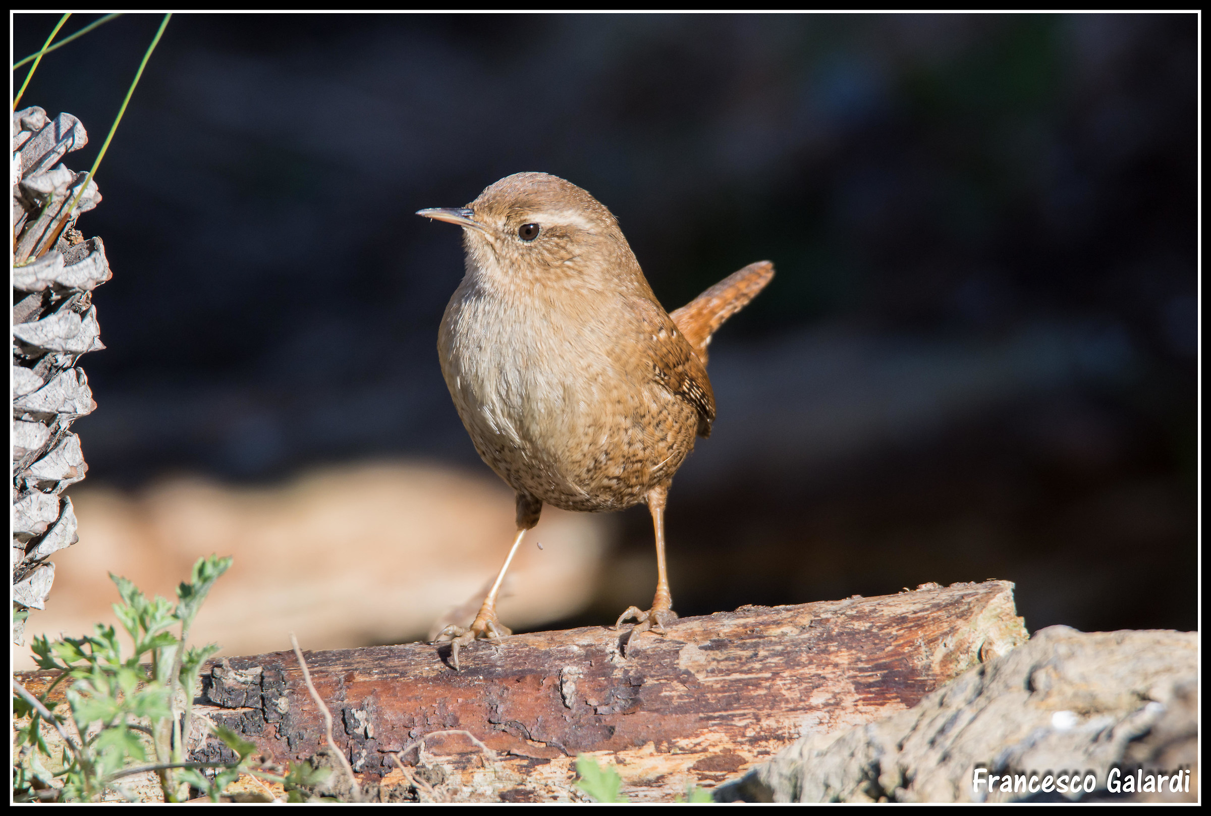 Wren