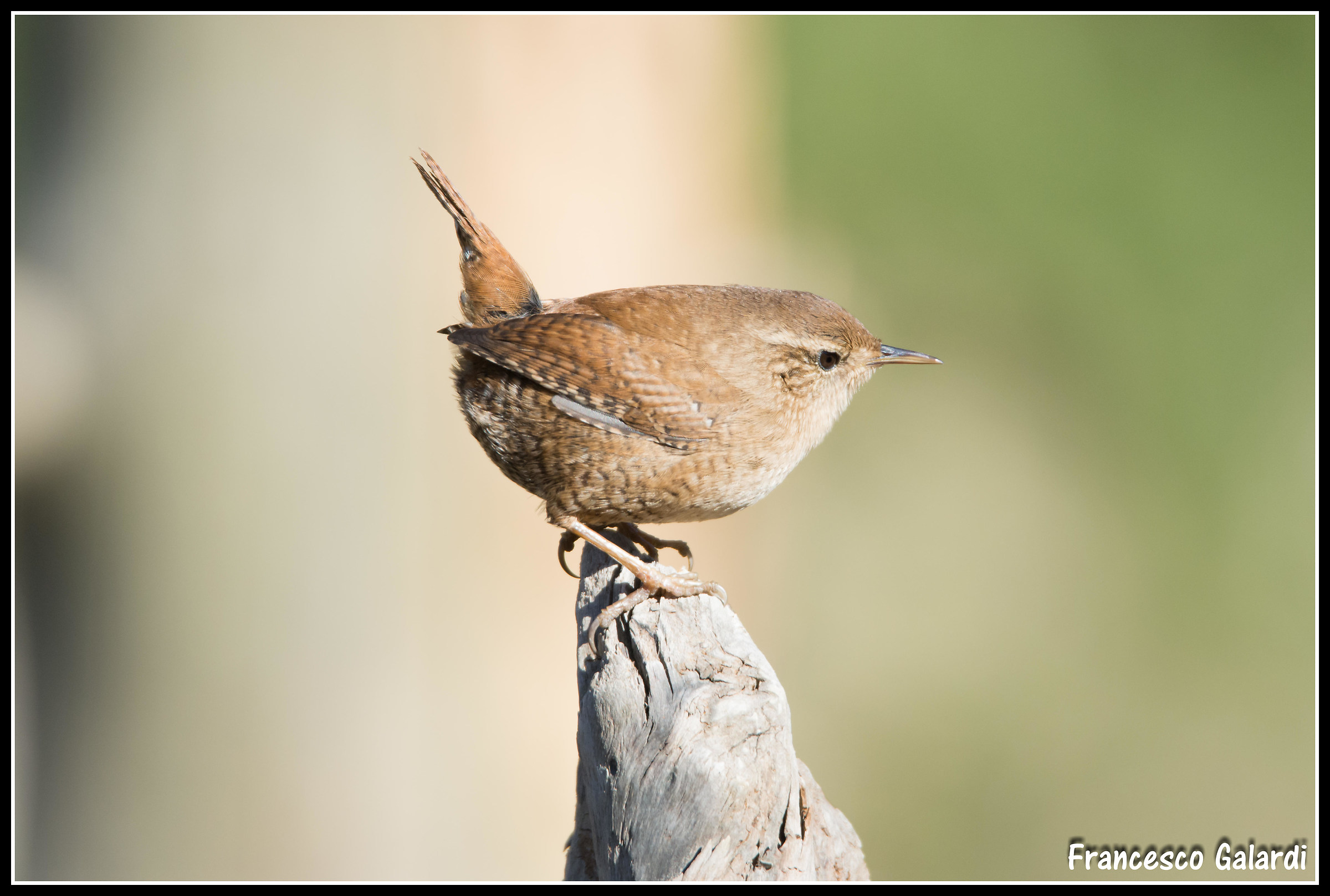 Scricciolo in partenza