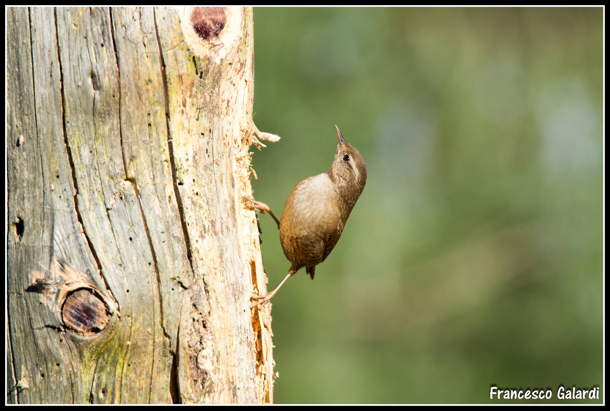 Wren believed a woodpecker!