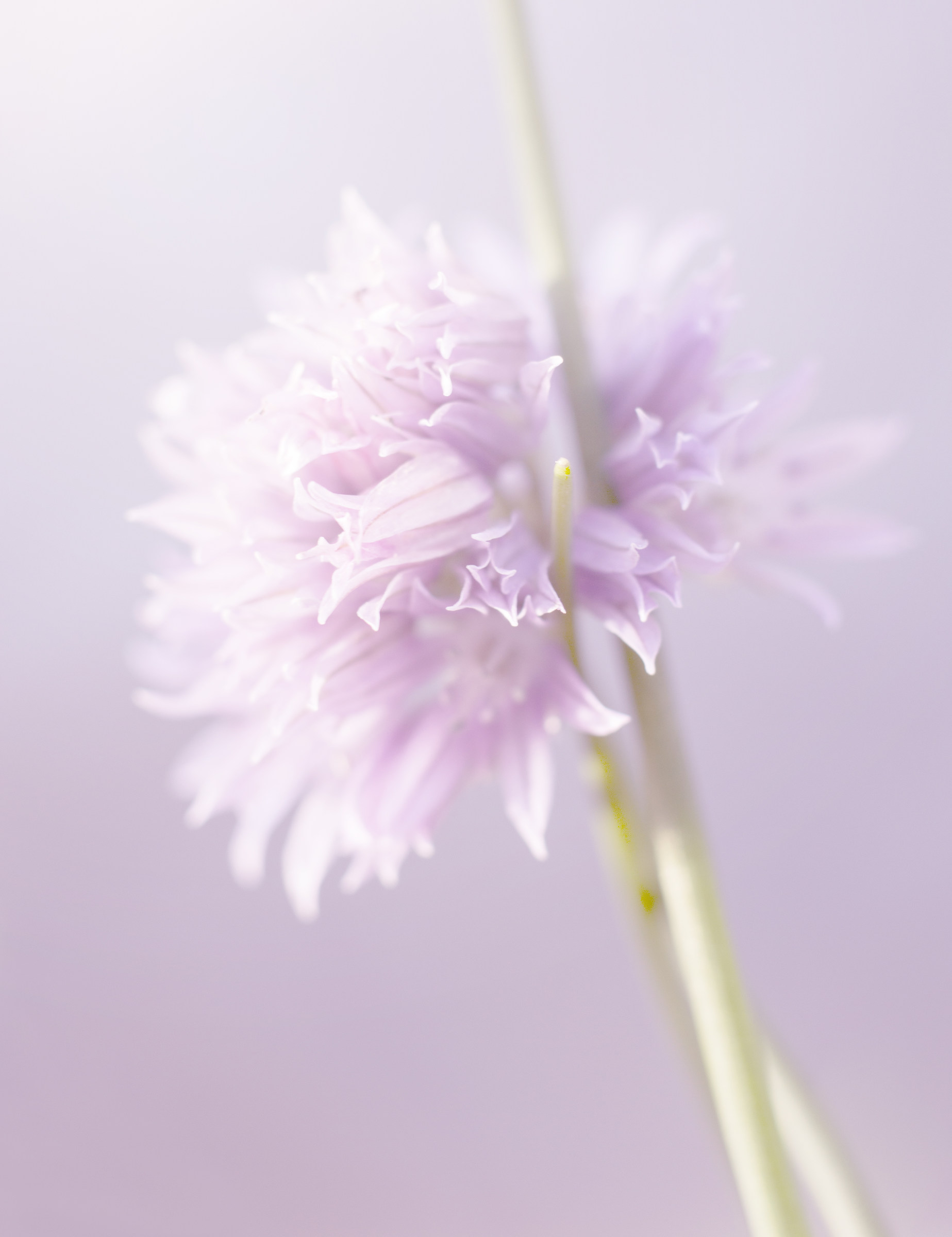 Semplicemente Erba Cipollina