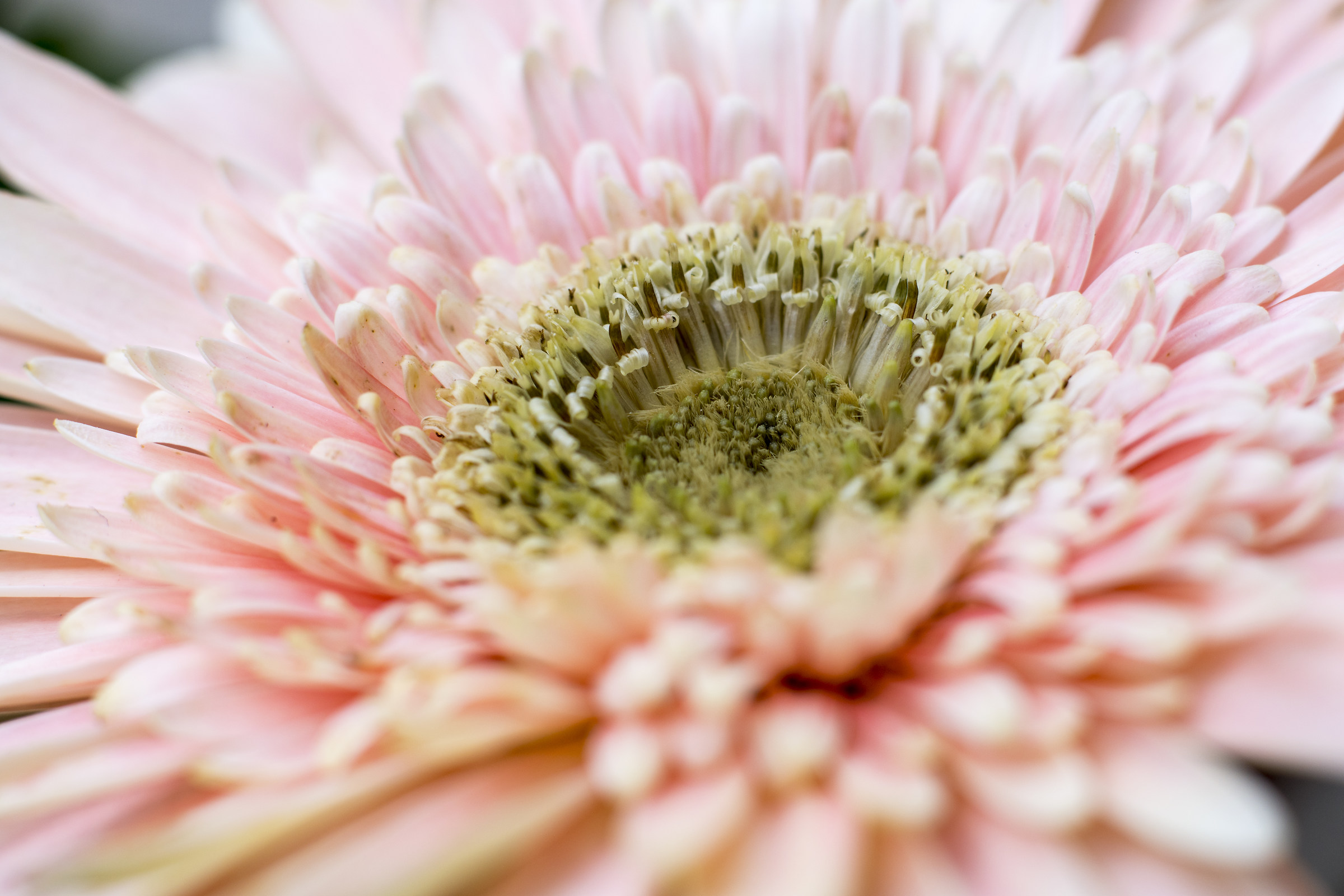 Gerbera