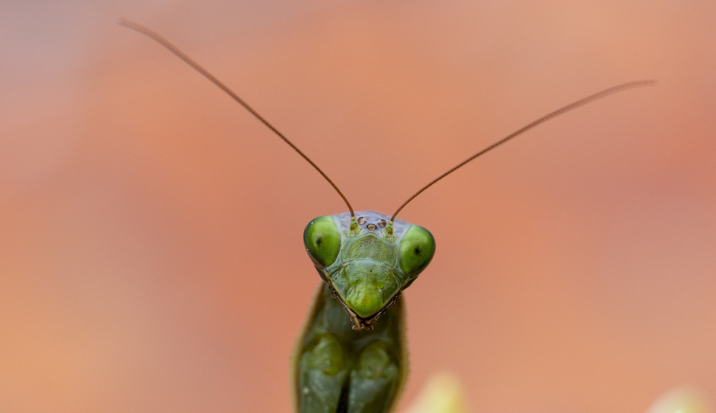 La mia amica Mantide