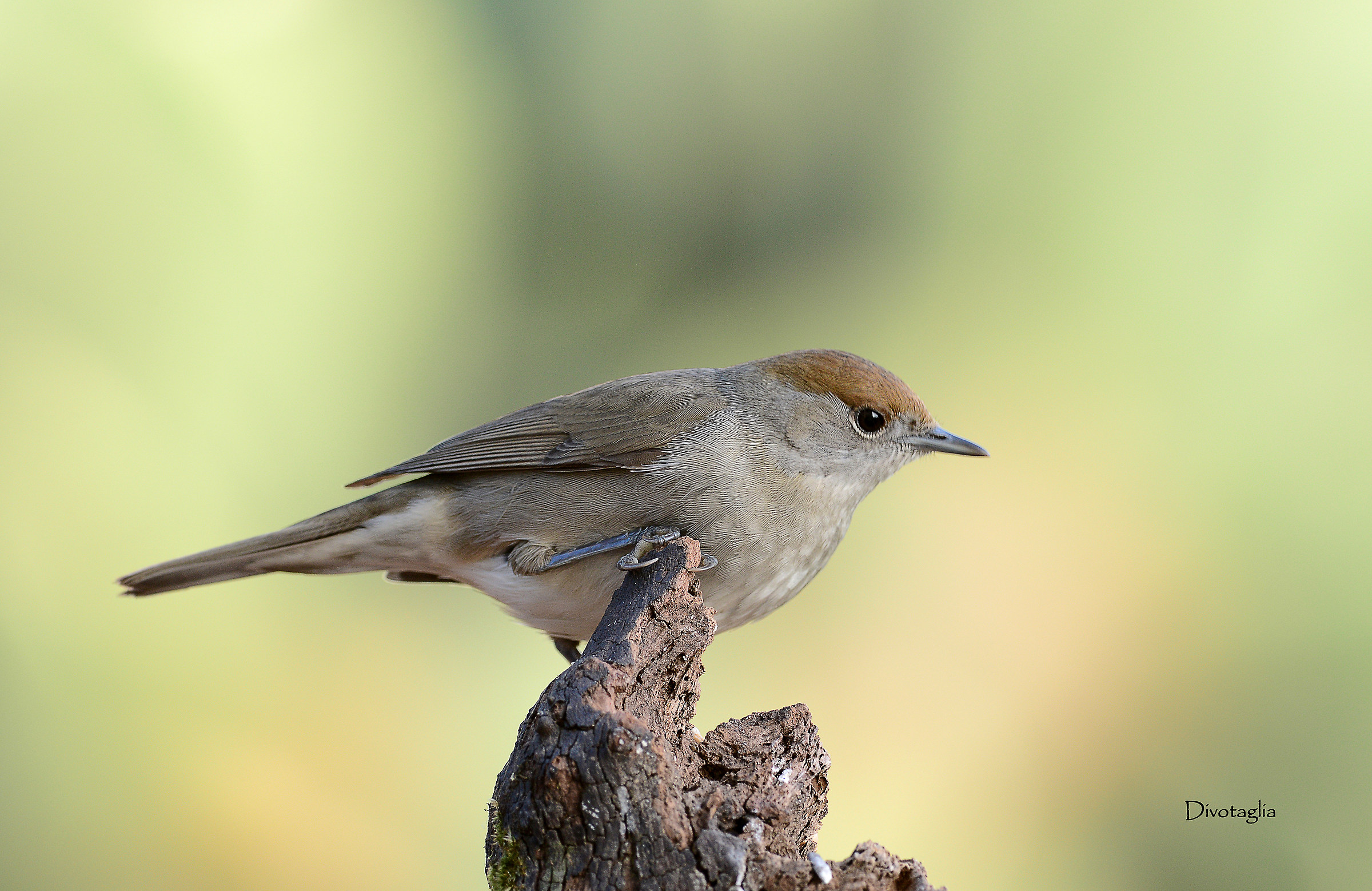 Female blackcap