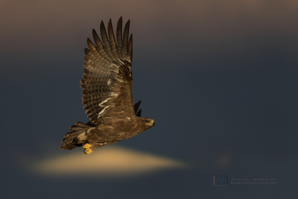 Steppe eagle