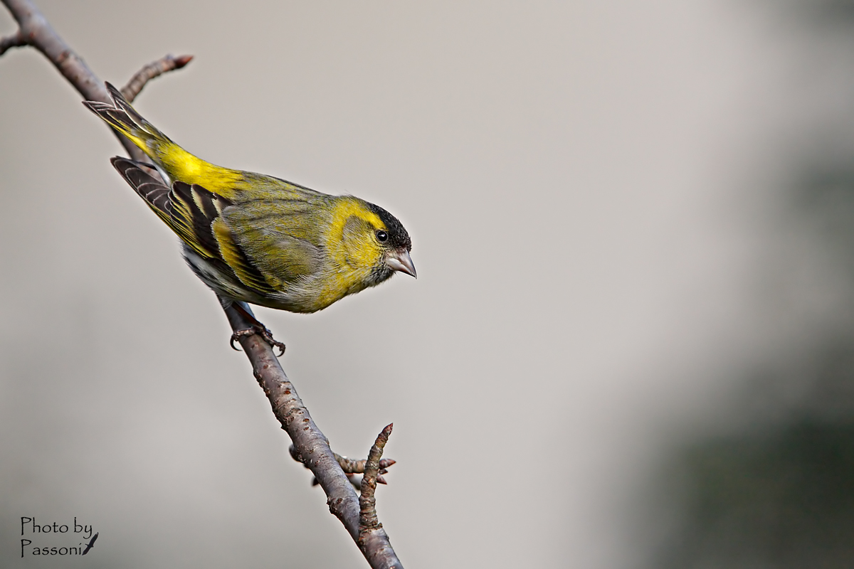 Siskin Male!