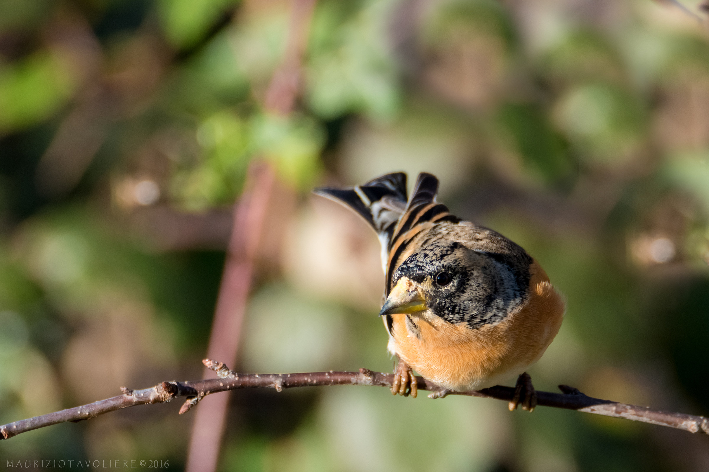 Ella Peppola !!!!  Lombardia, Gennaio '16