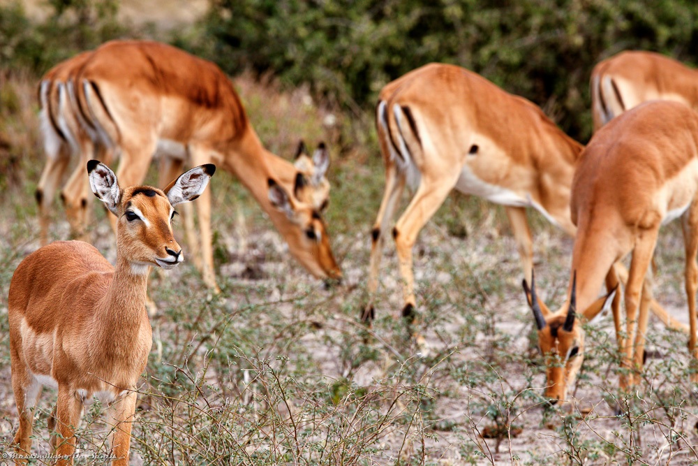 Antilopes