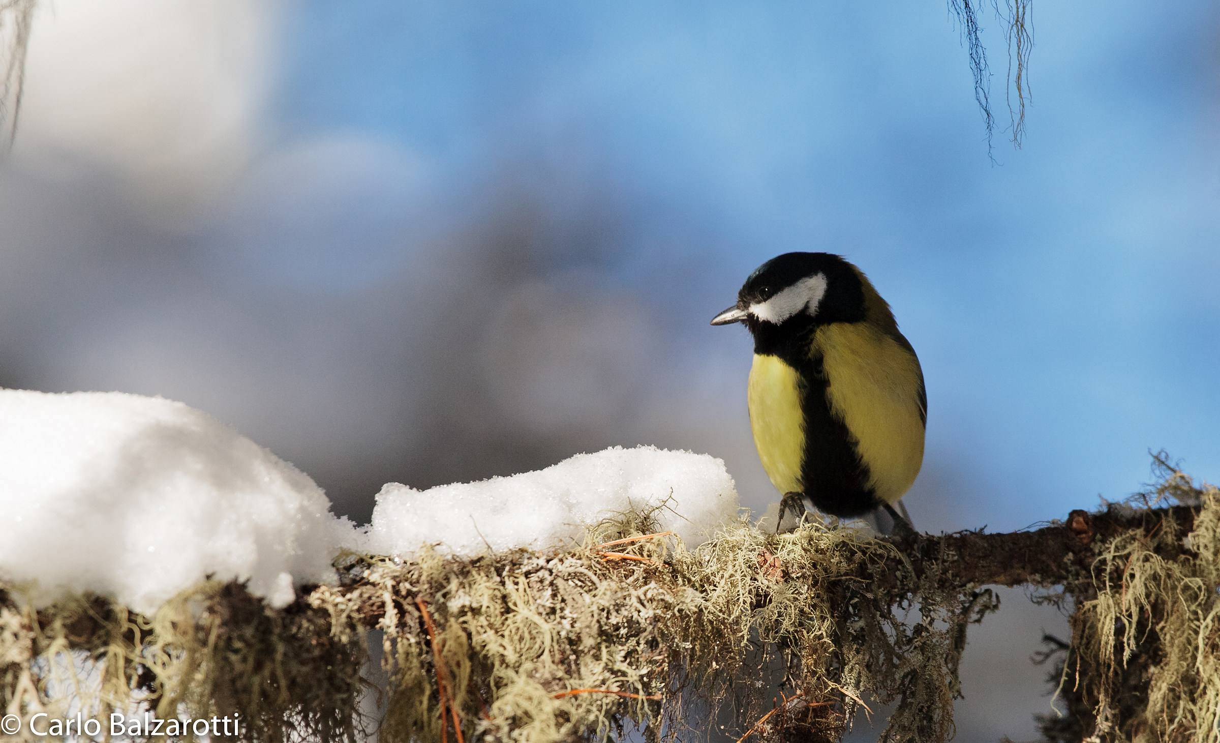 Cinciallegra sole e neve