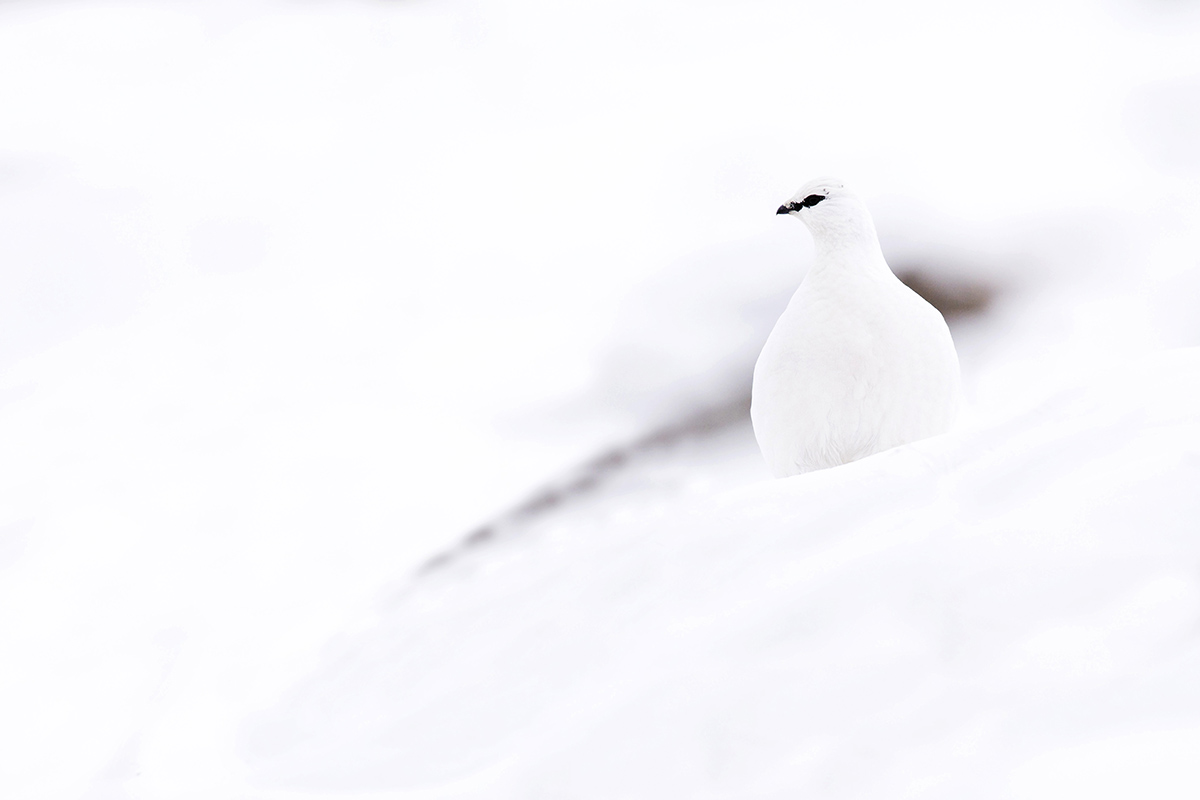 Ptarmigan