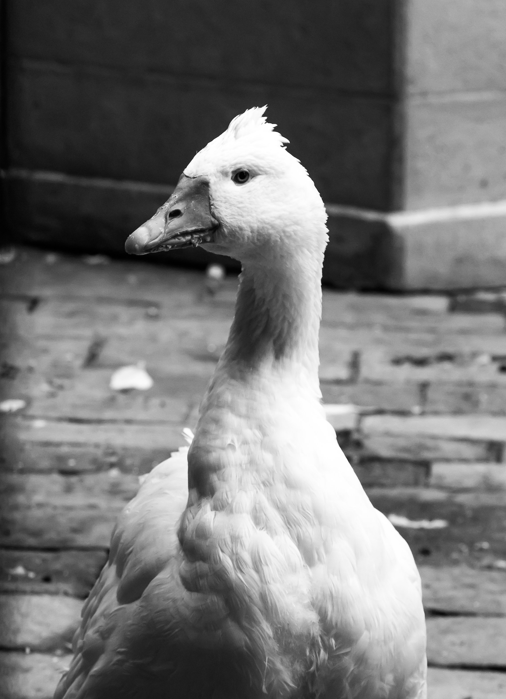 Il ritratto di una vera oca.