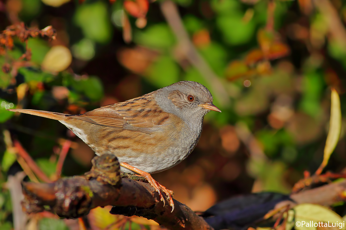 Passera scopaiola (Prunella modularis)