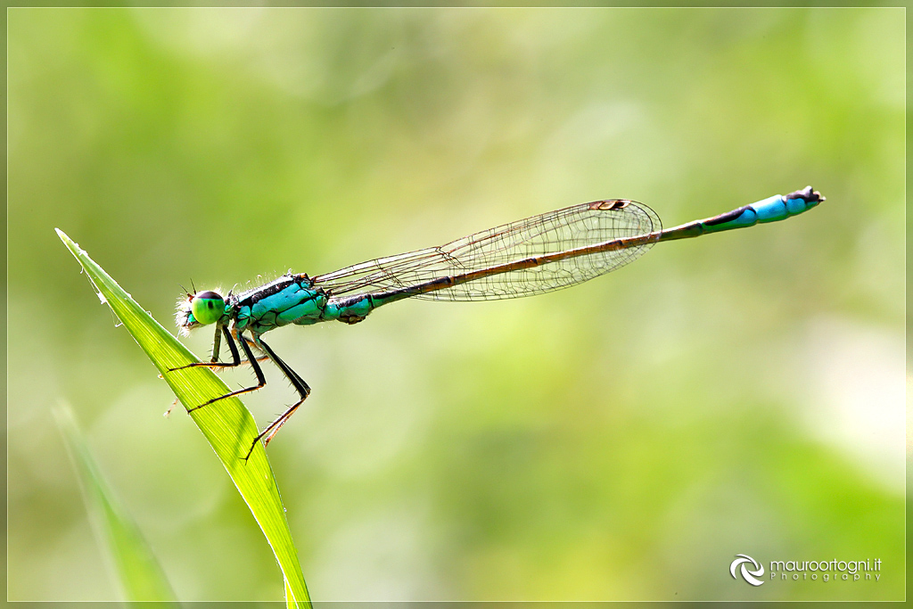 Agrion Splendens
