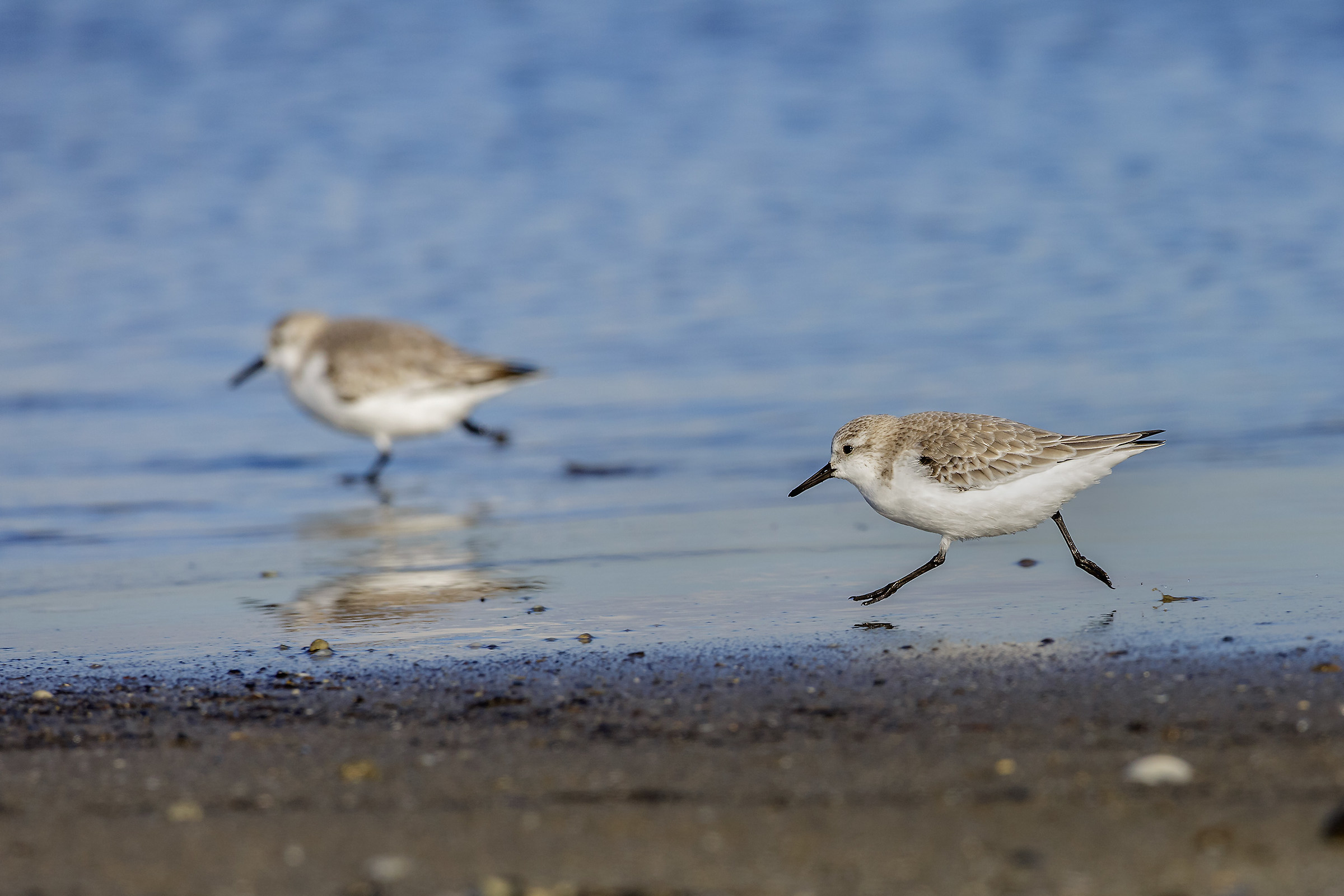 sandpipers of corsaaaaa