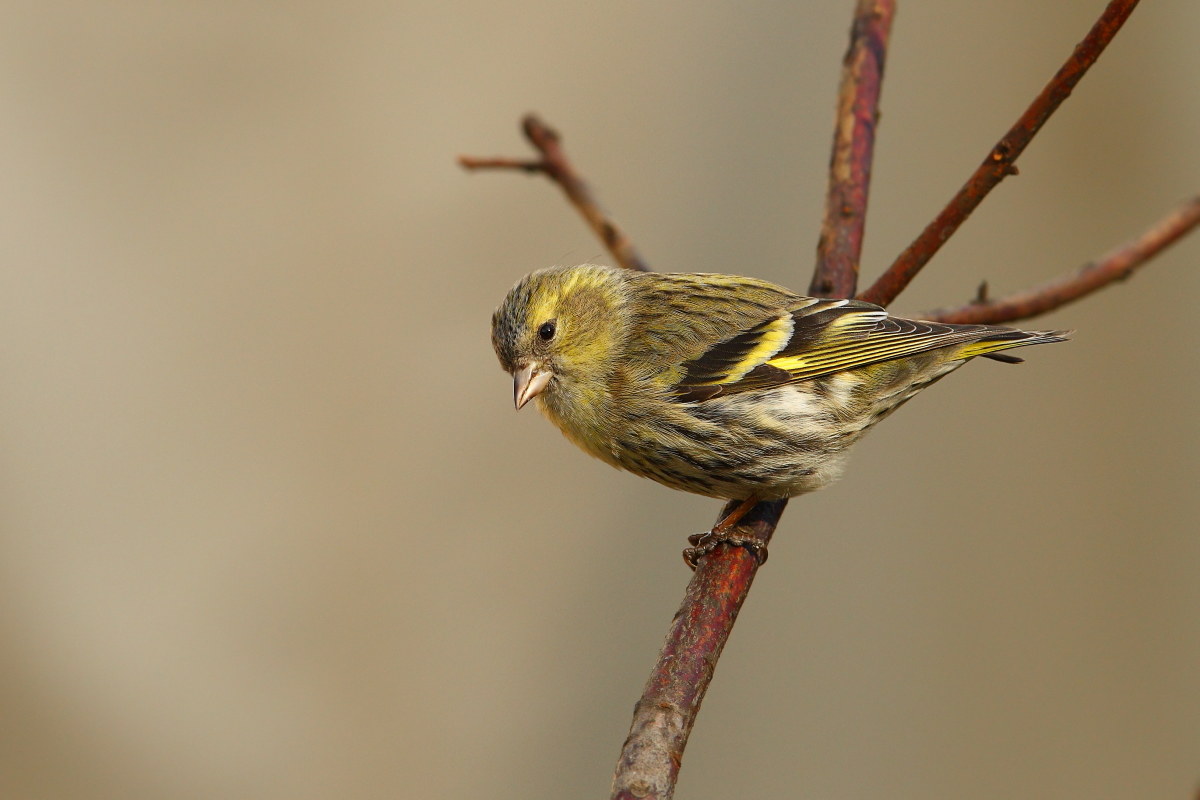 Siskin