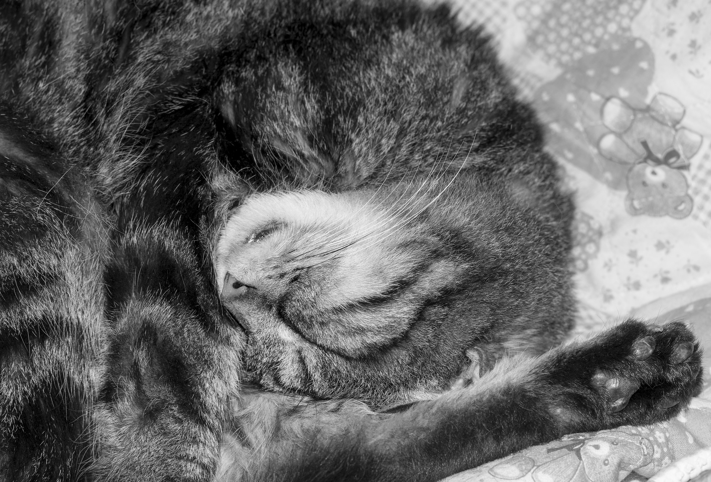 Spirale aurea di gatto