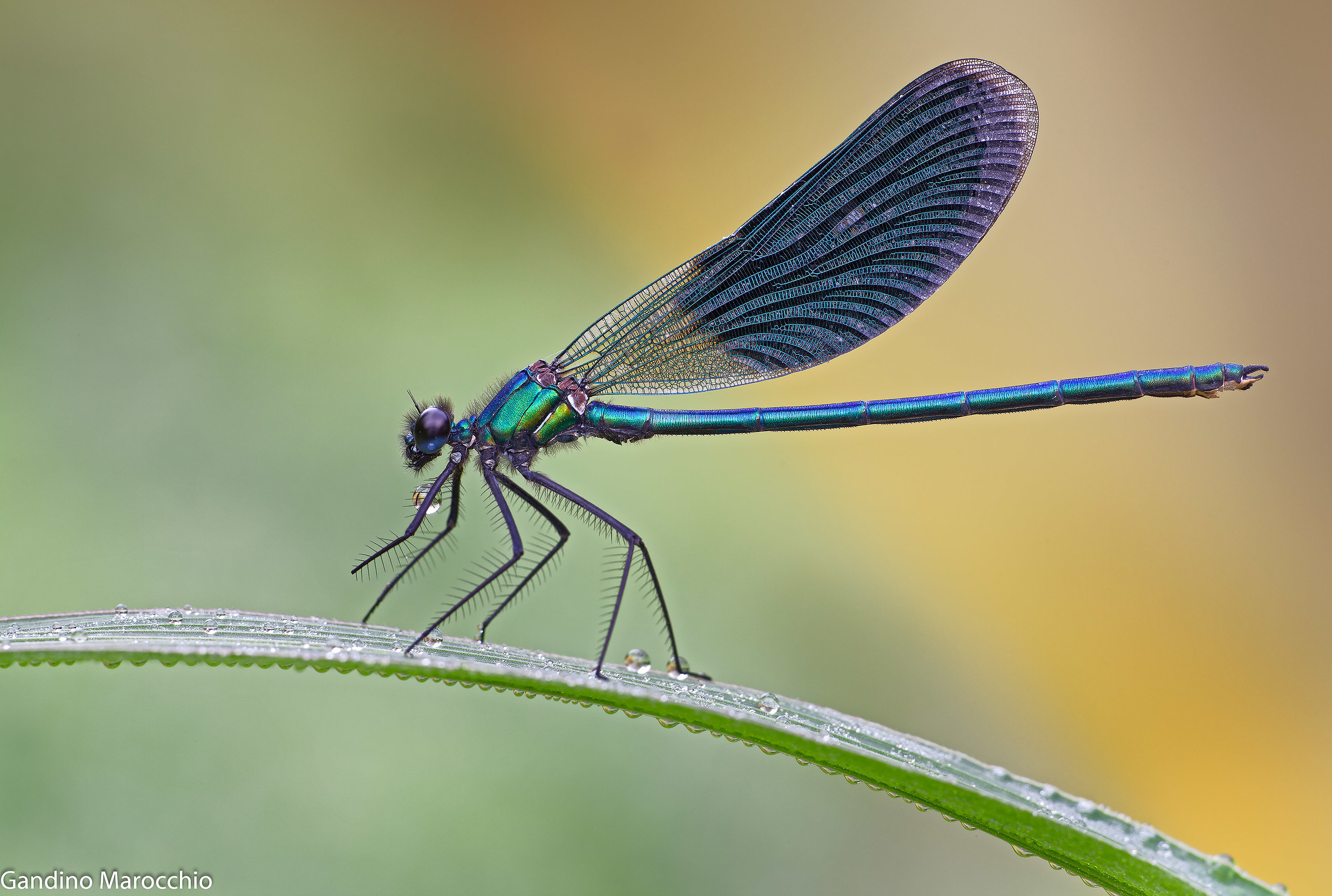 Calopterix moncherina