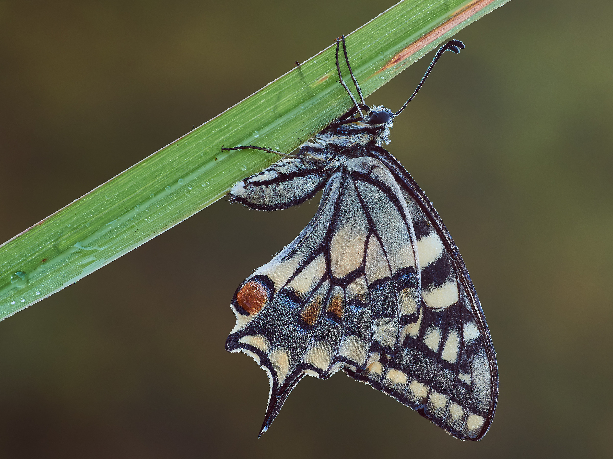 Papilio machaon