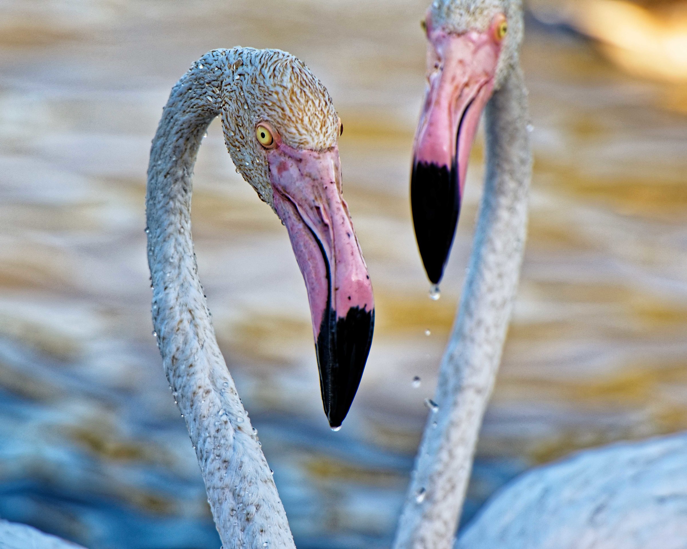 Parc Ornithologique du Pont De Gau