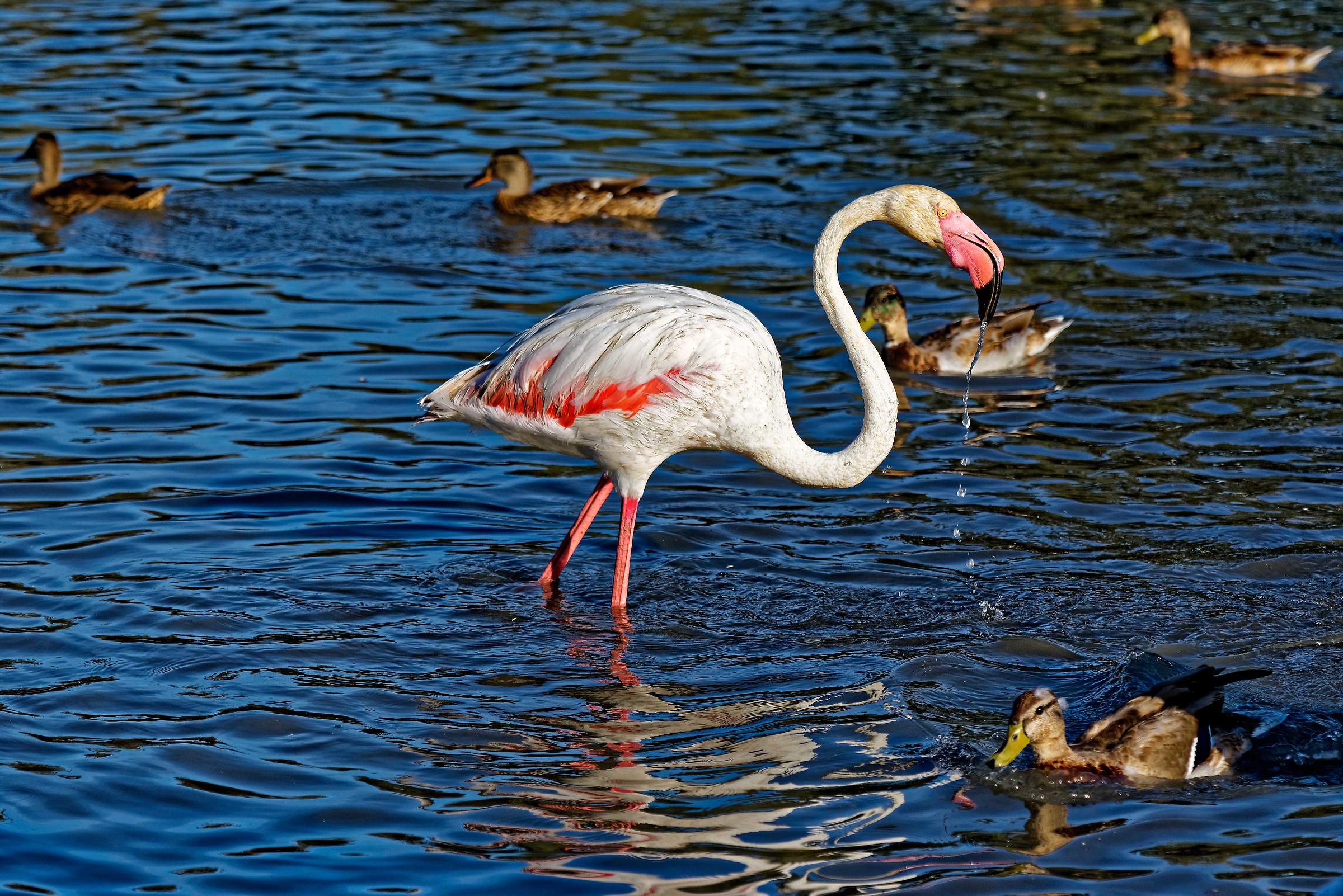 Parc Ornithologique du Pont De Gau