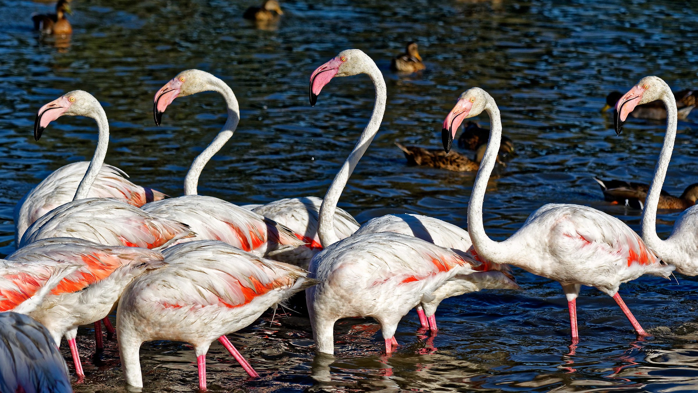 Parc Ornithologique du Pont De Gau
