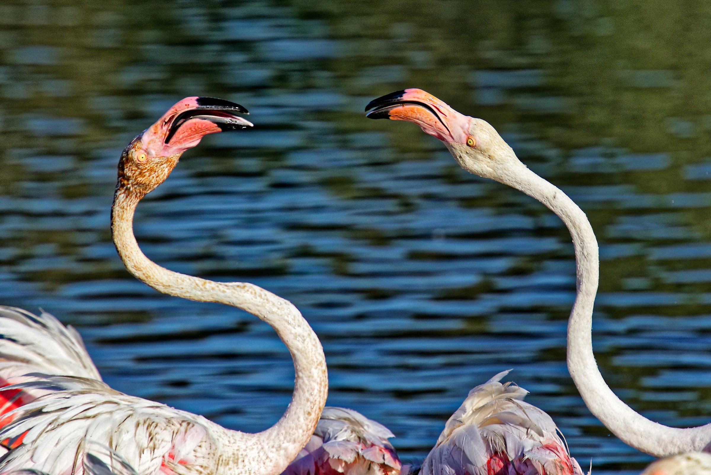 Parc Ornithologique du Pont De Gau
