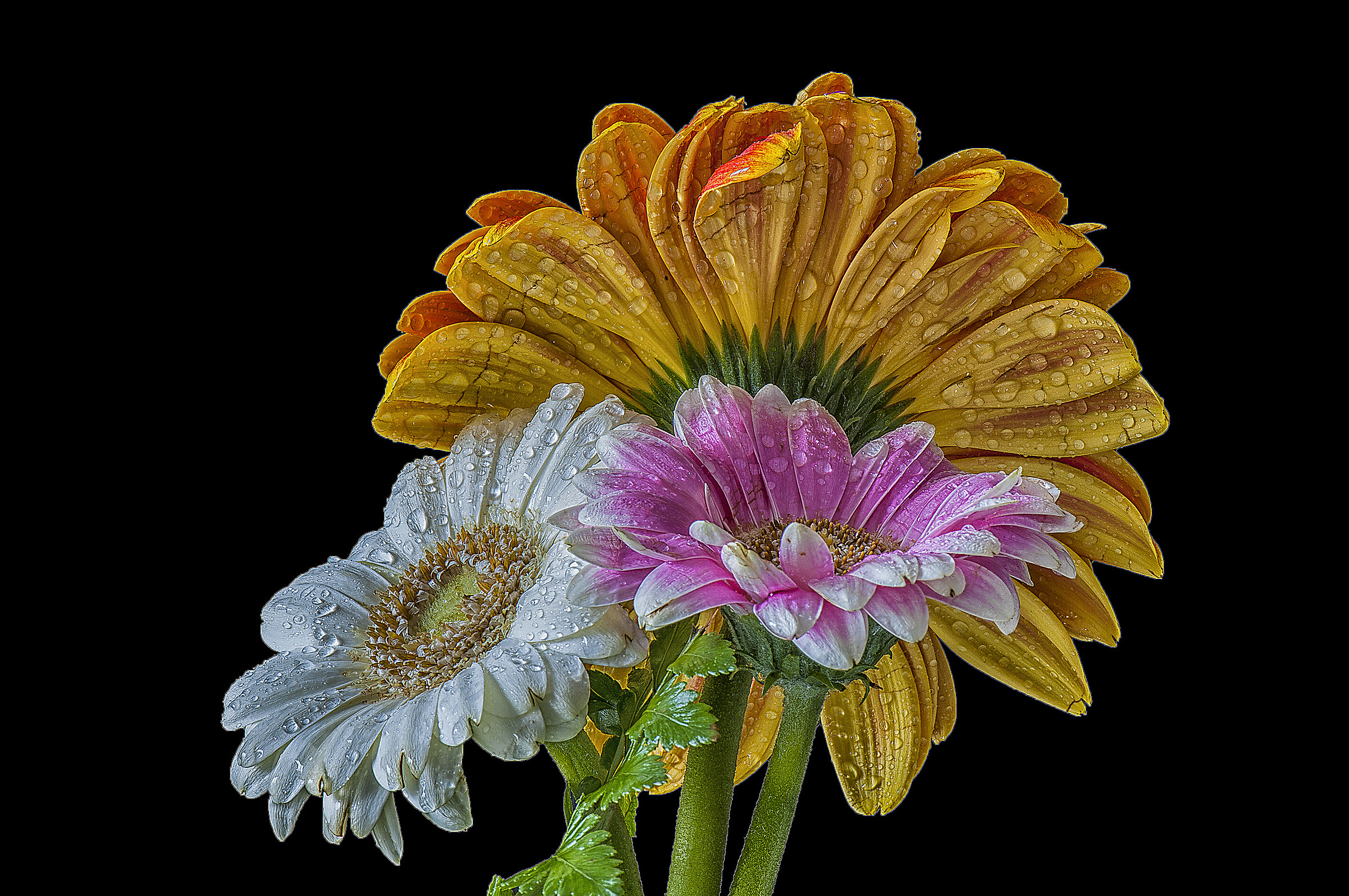 Gerberas