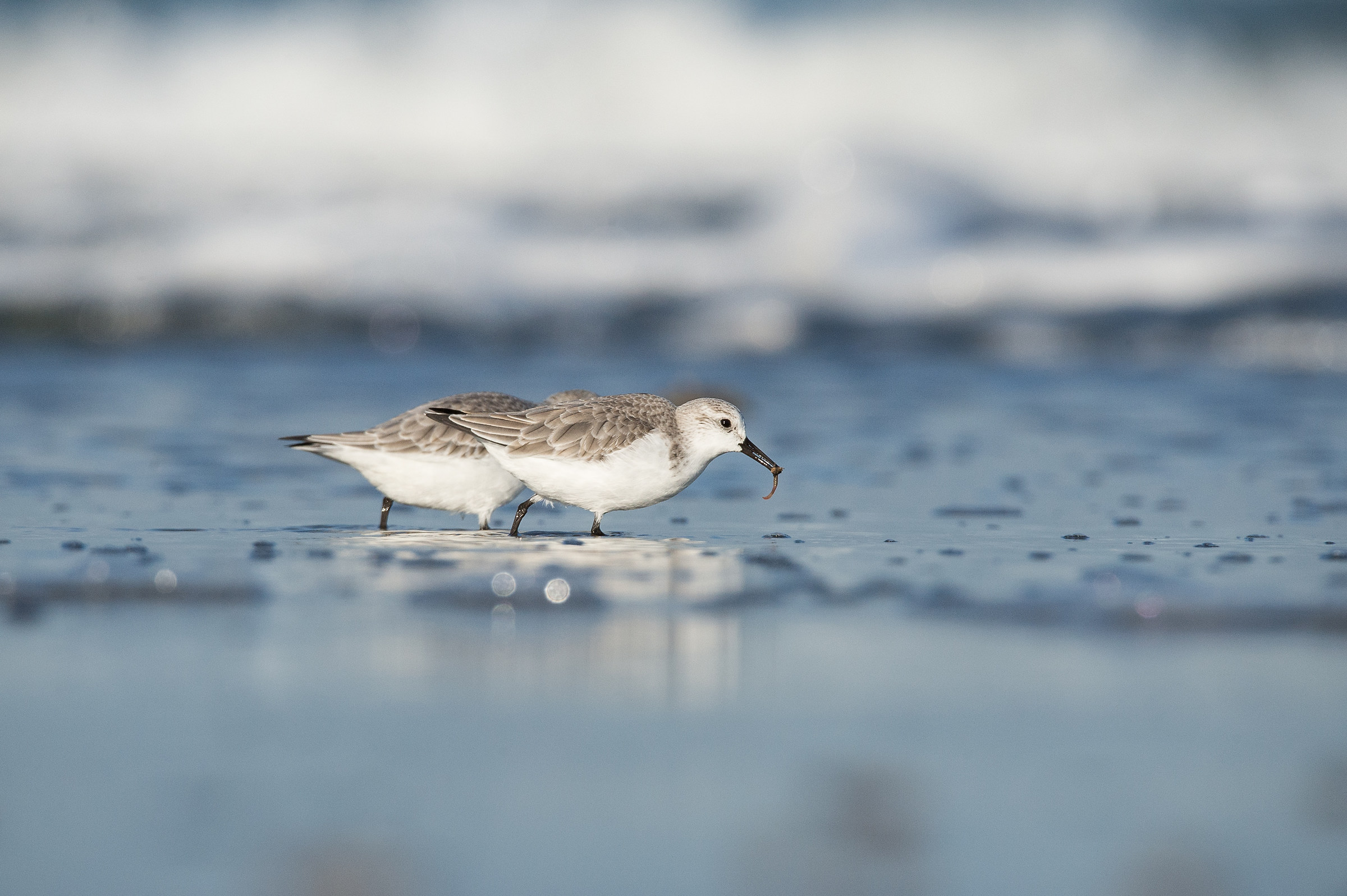 Piovanello Tridattilo (Calidris alba)