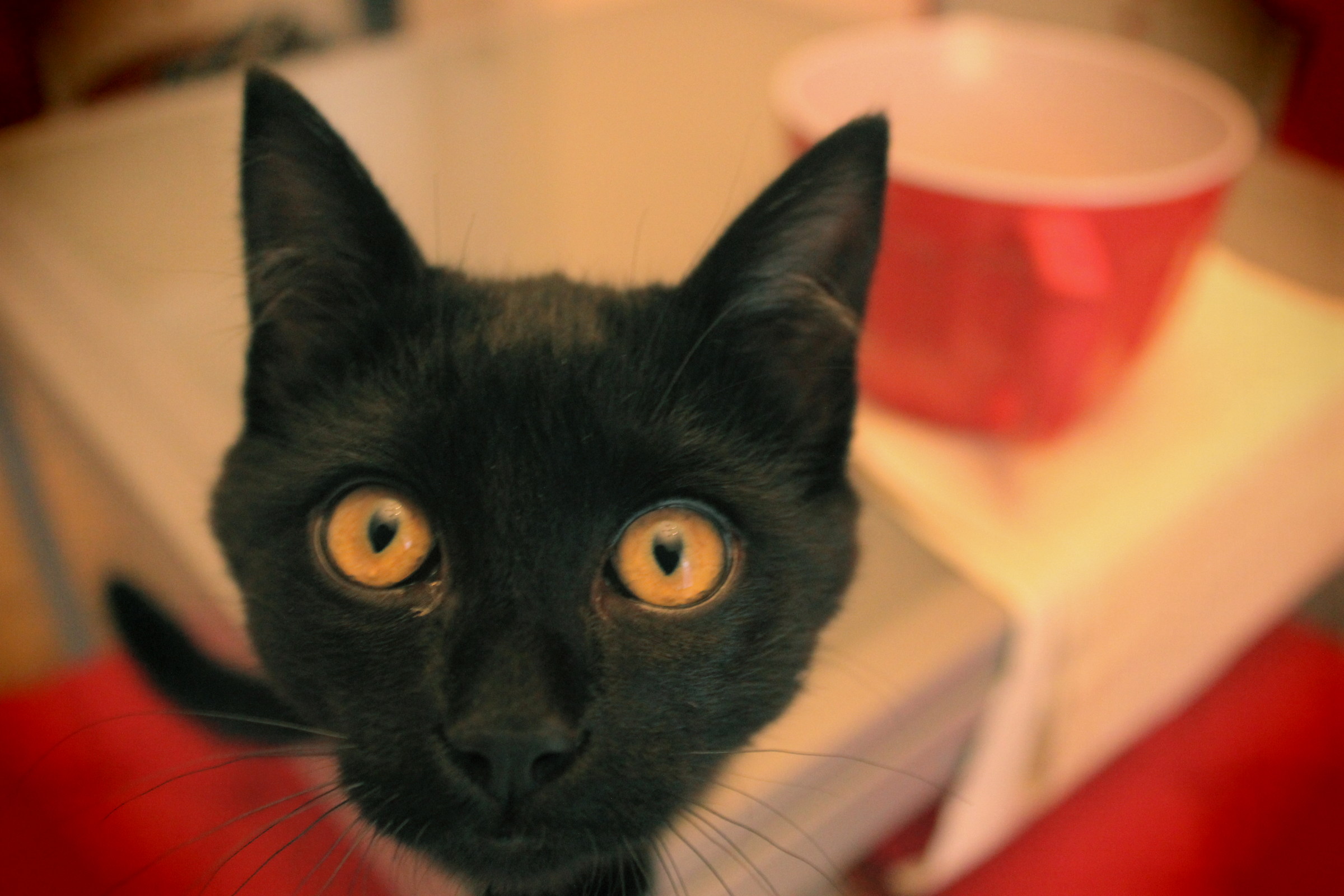 il mio musetto preferito