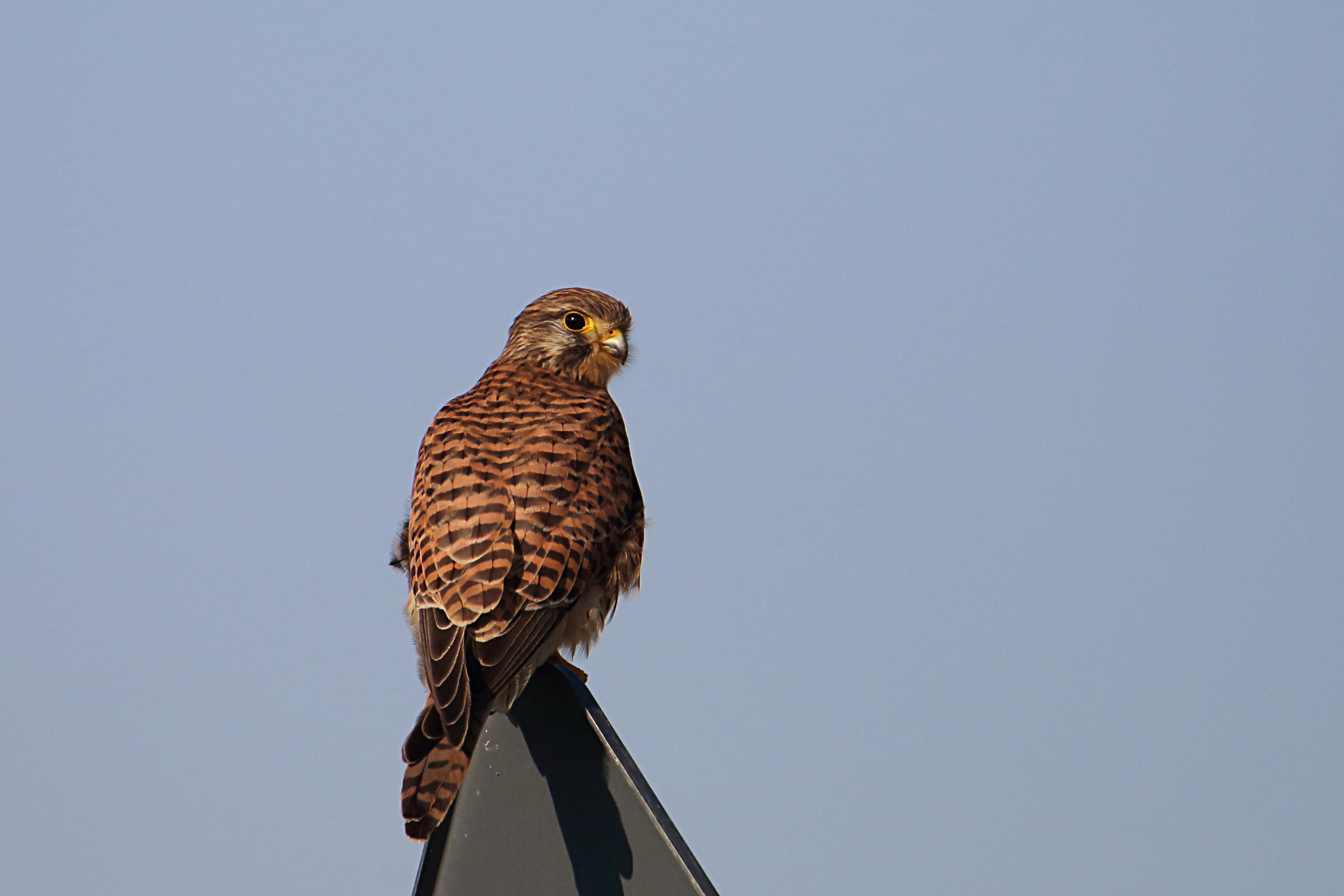 I saw you know .....