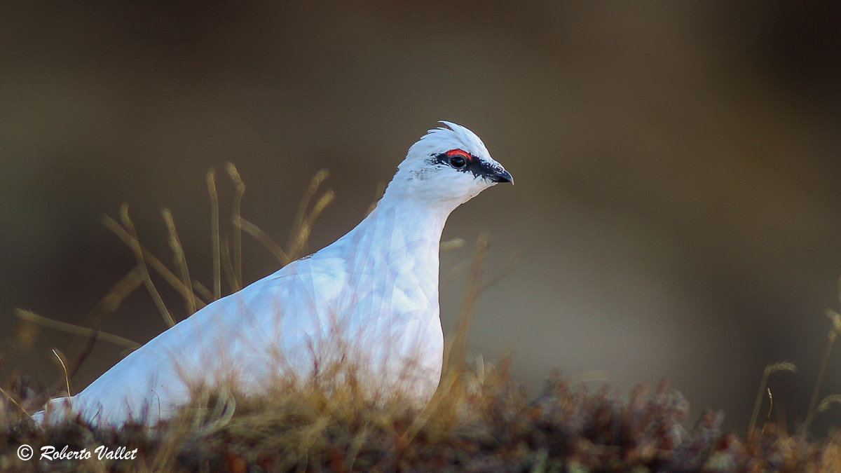 quando manca la neve...