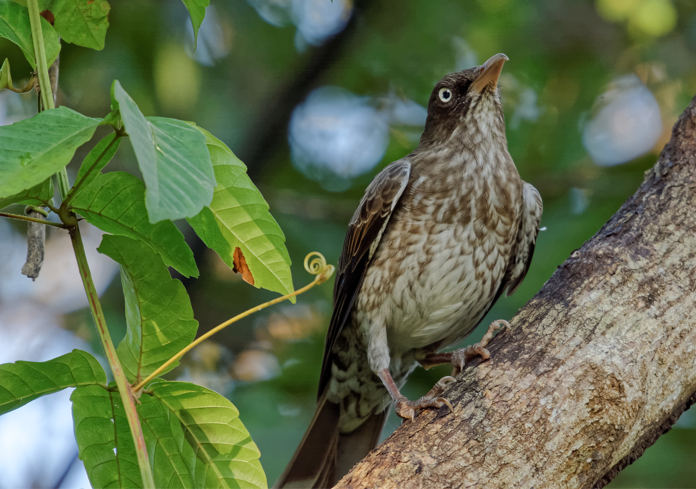 Pearly-eyed Thrasher / Margarops fuscatus