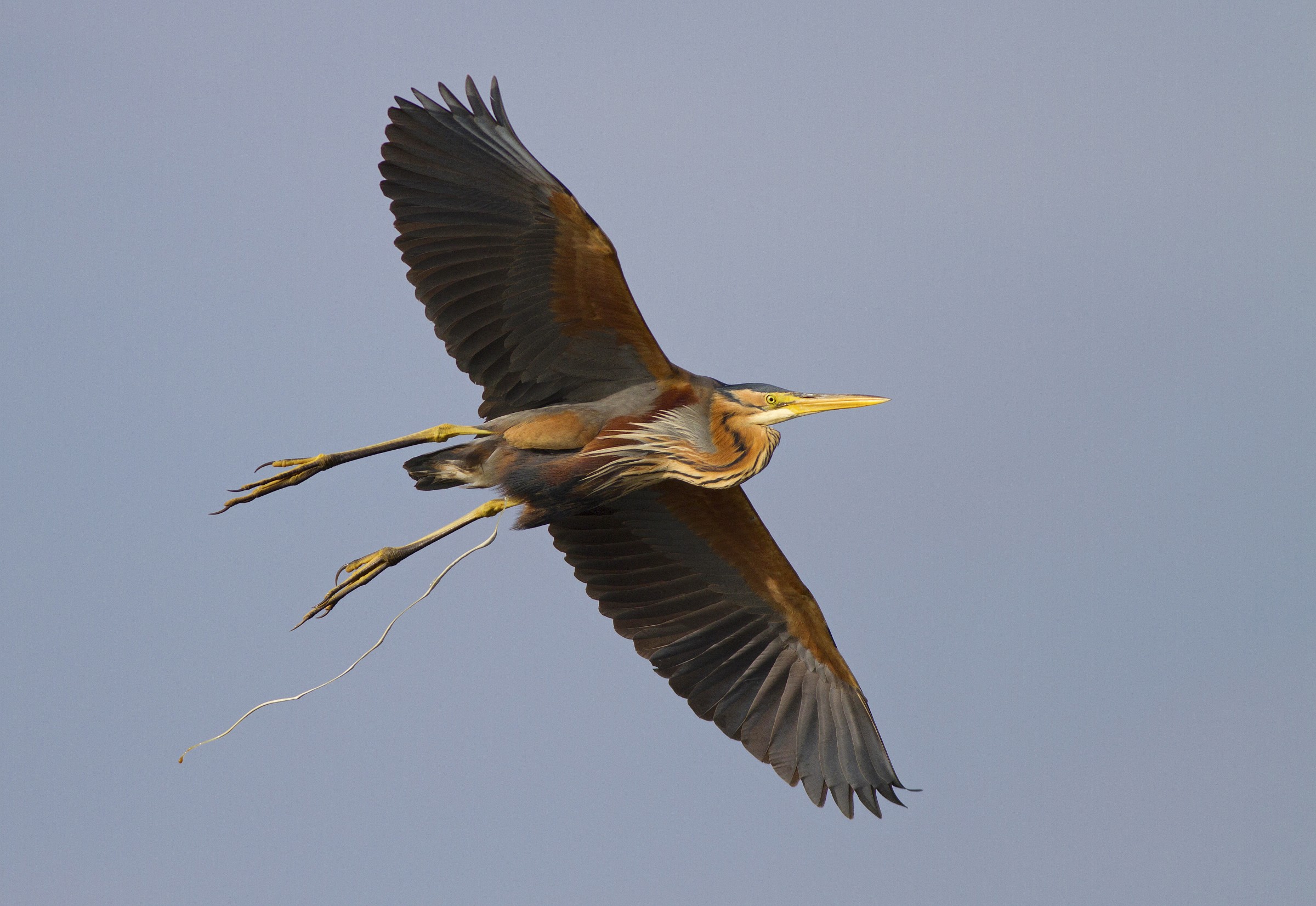 Ardea purpurea