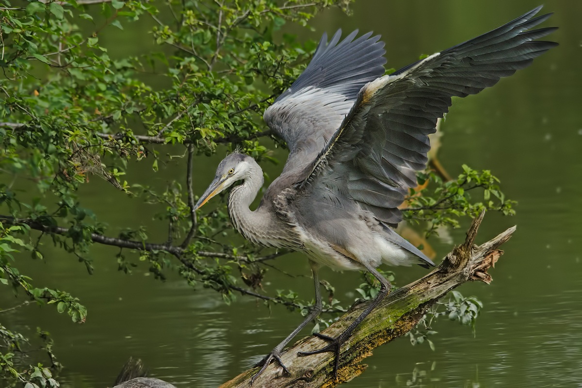 Grey Heron ...