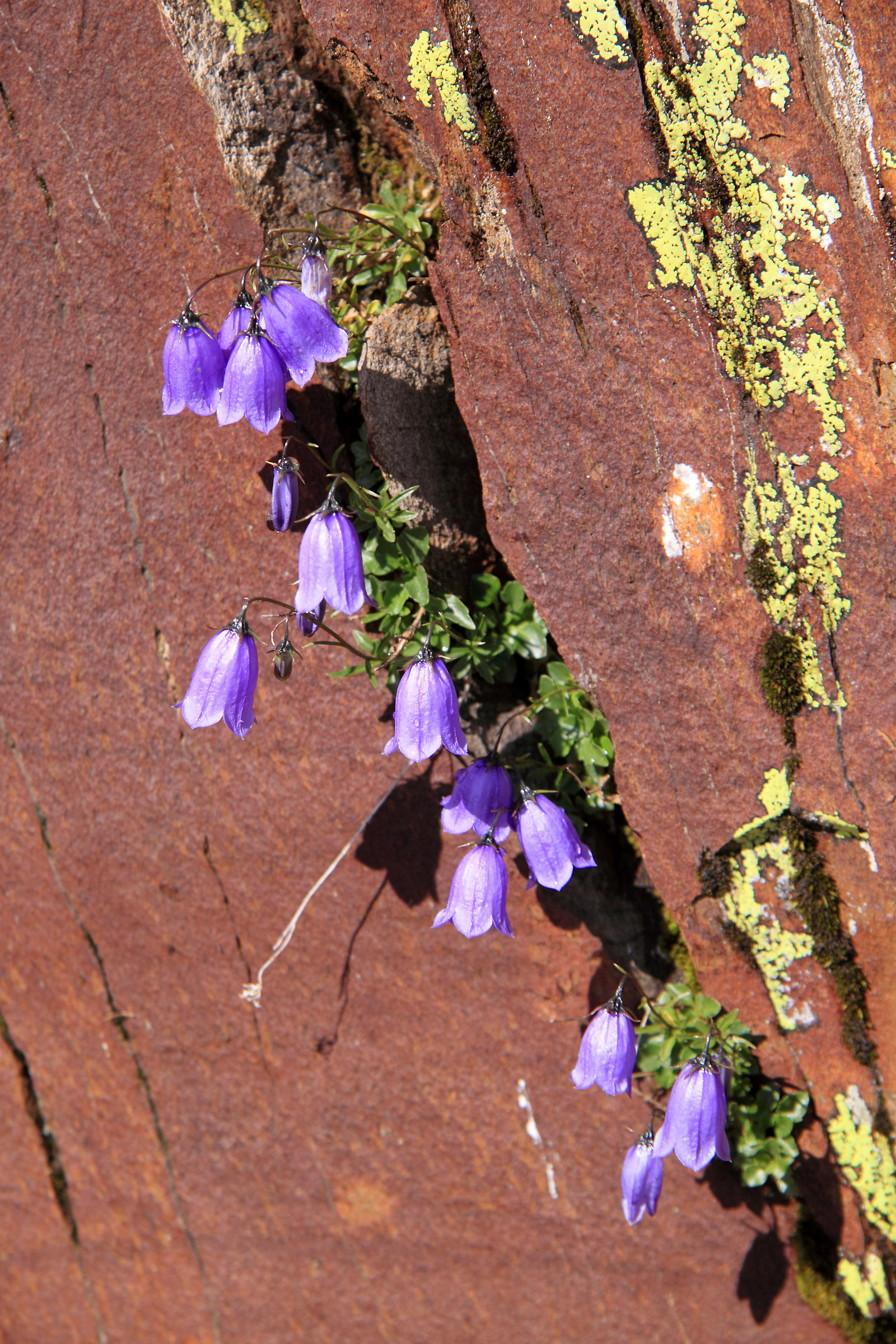 bluebells mountain