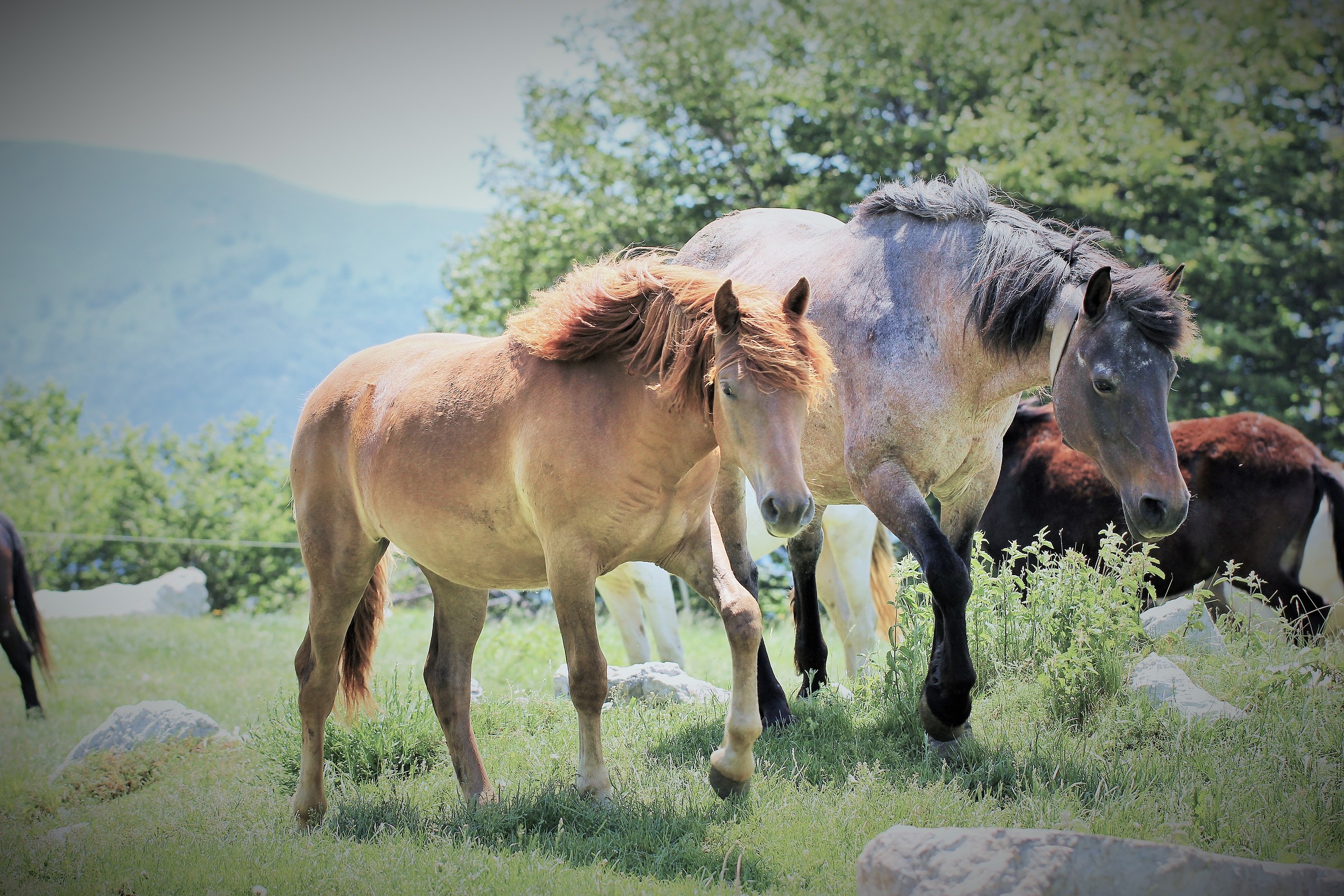 Cavalli sui monti di Ormea
