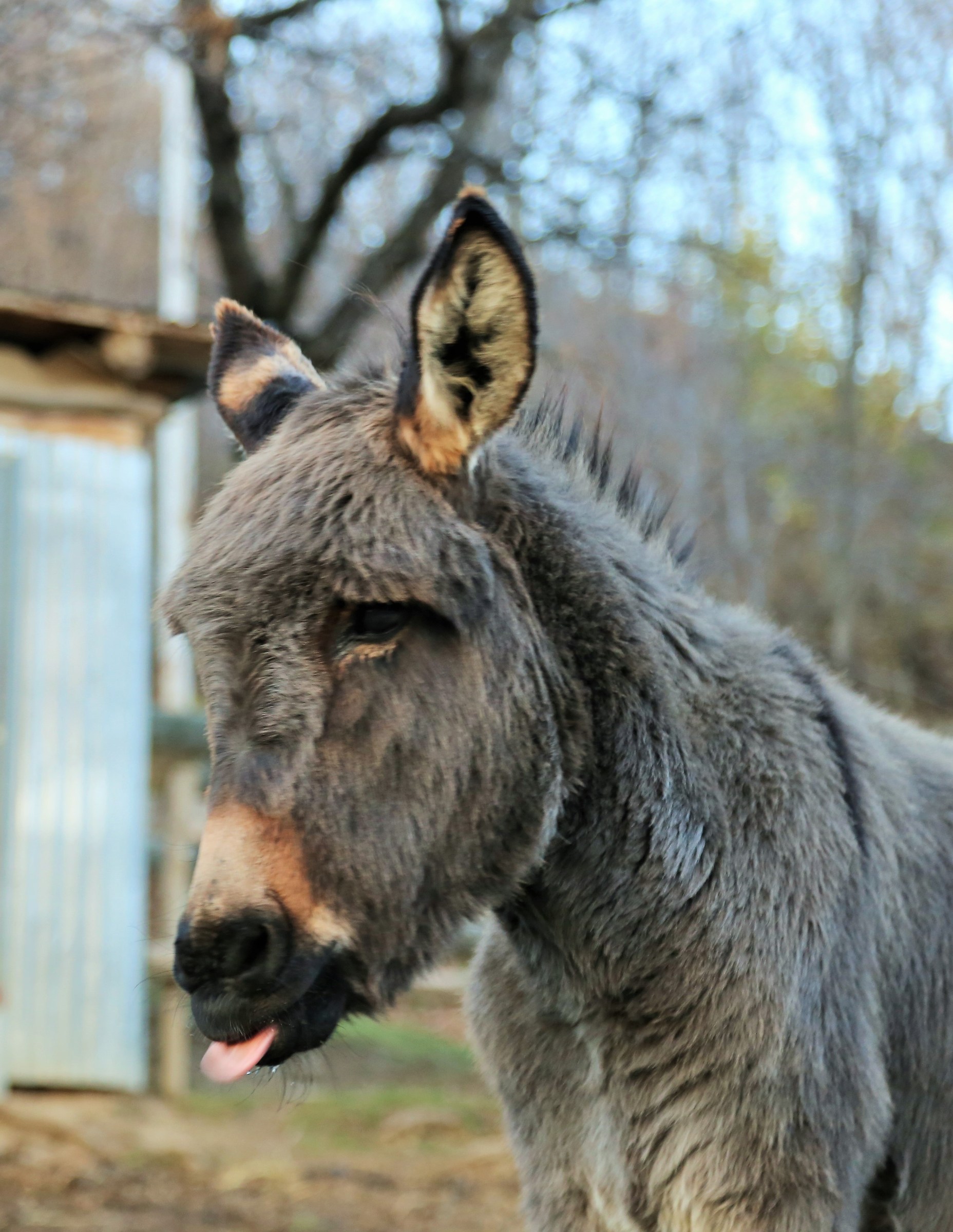 Mi son guadagnato la linguaccia