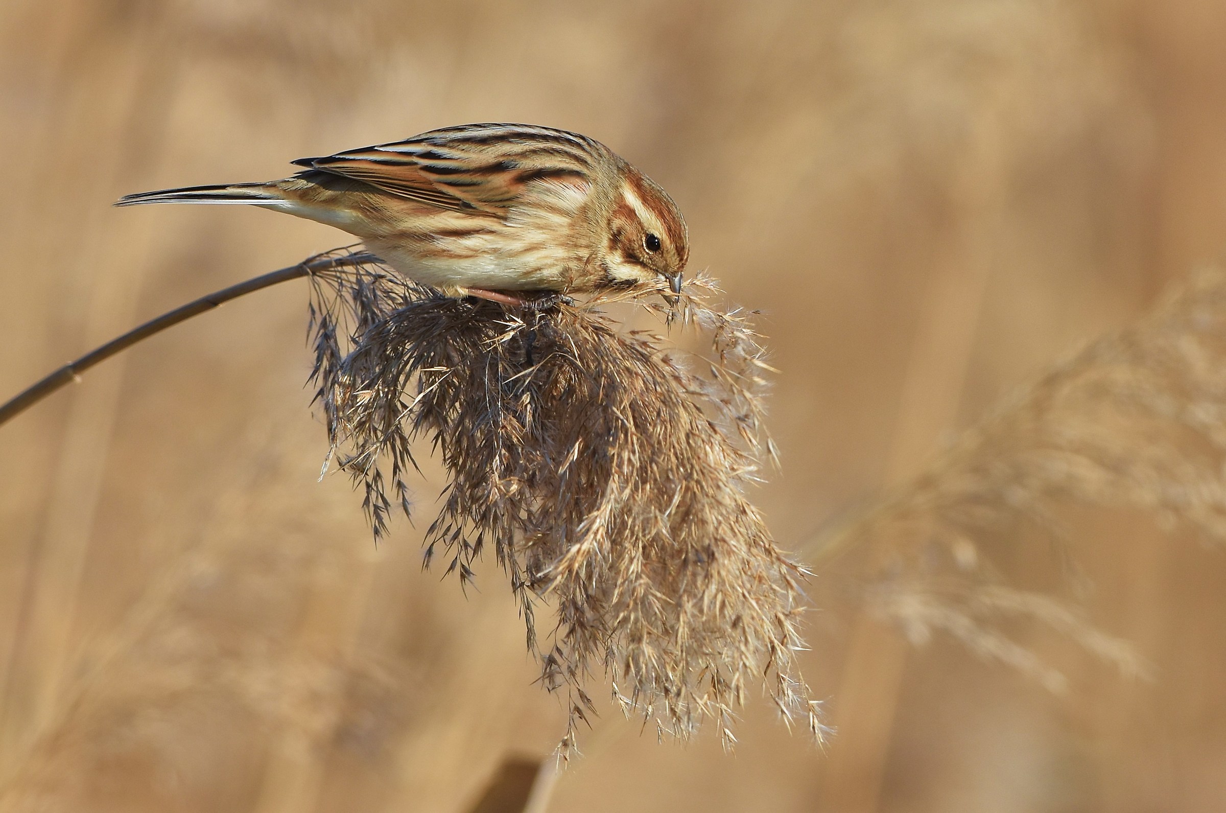 The migliarino on cattail