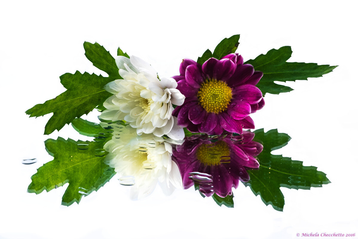 Di specchiata bellezza