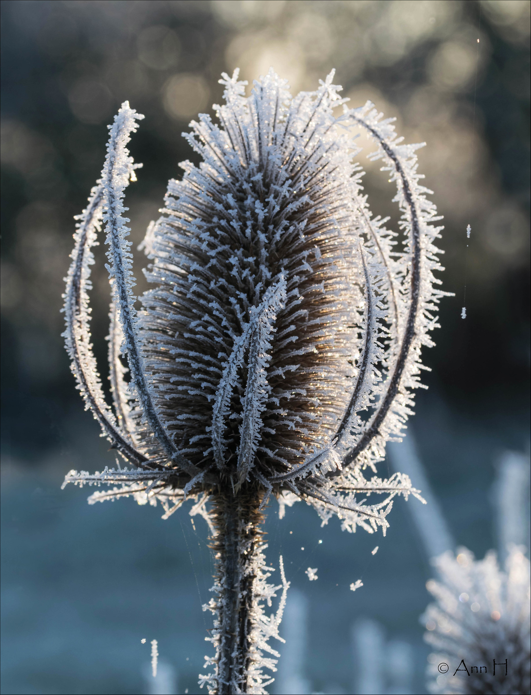 Frosted Bottle Brush!