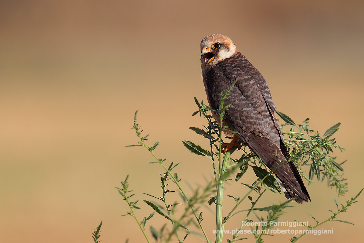 Red-footed Falcon and mugwort