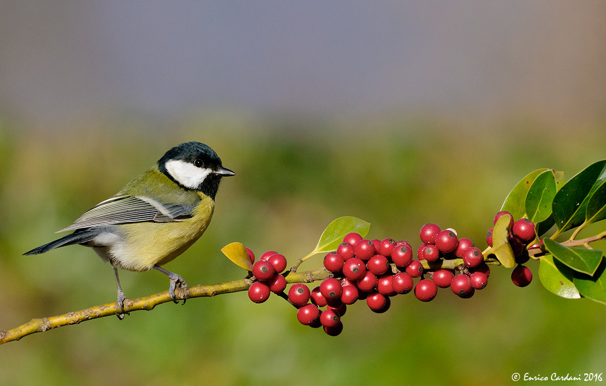 Great Tit - Parus major