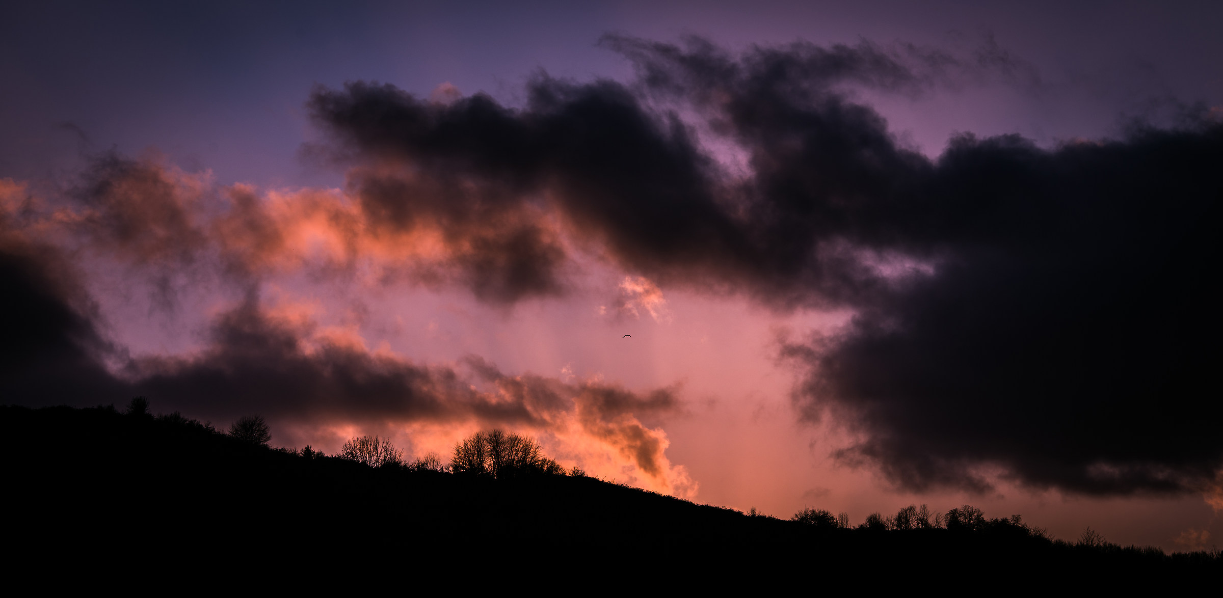 Il volo del solitario