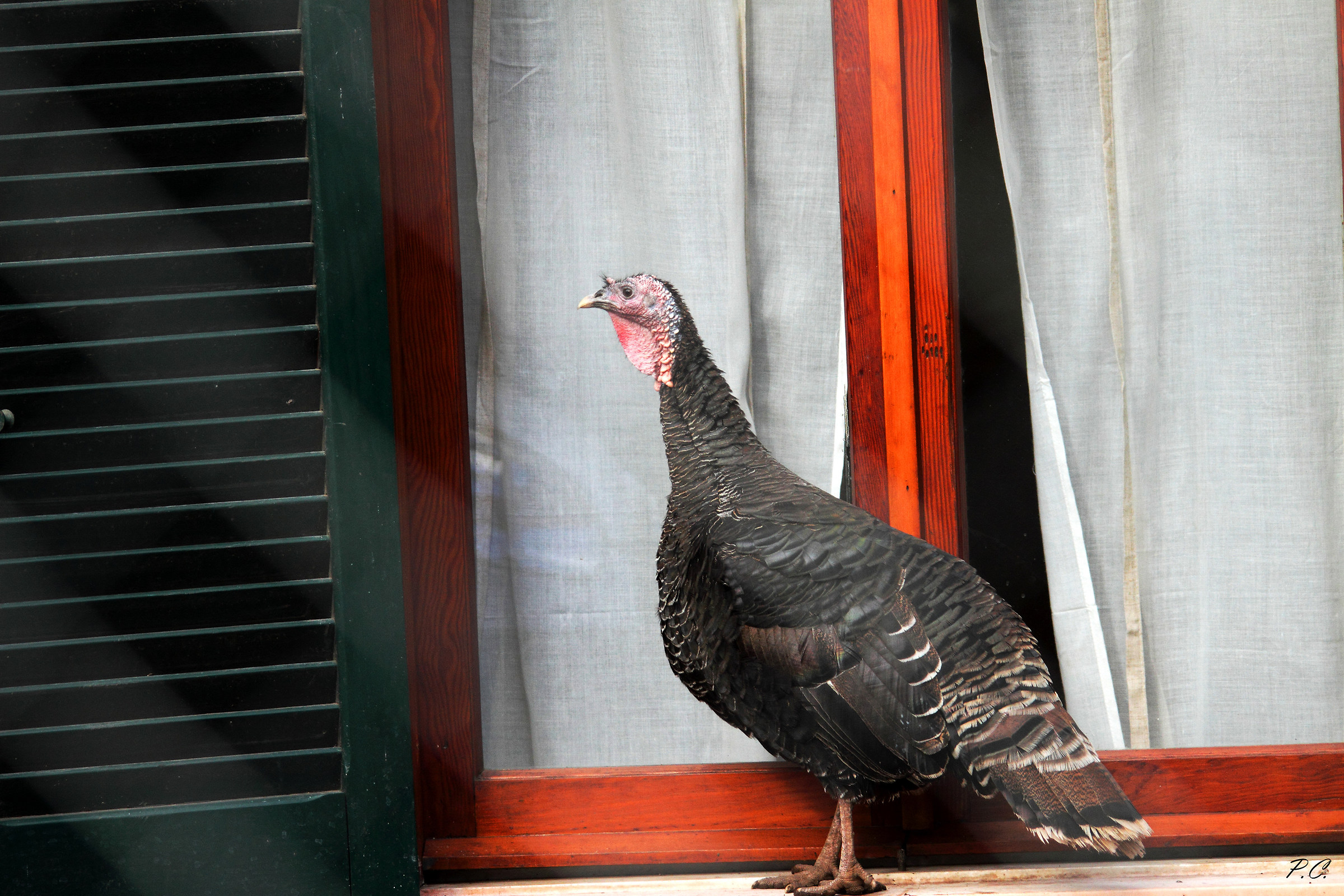 uccellino in finestre