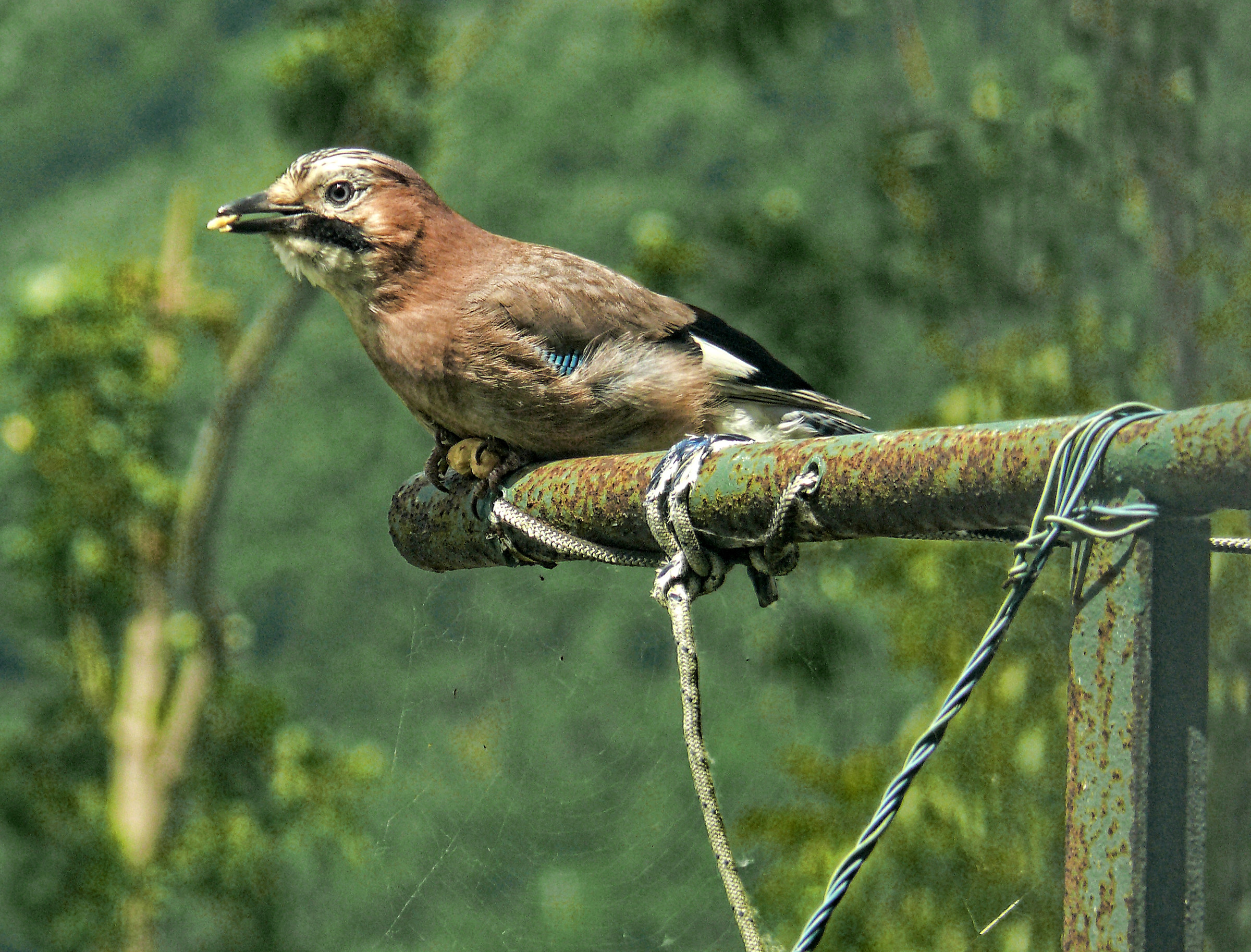 Ghiandaia con nocciolina