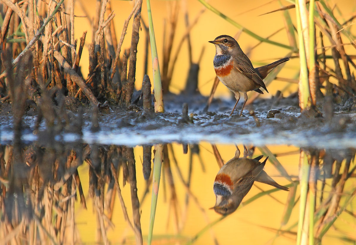 bluethroat