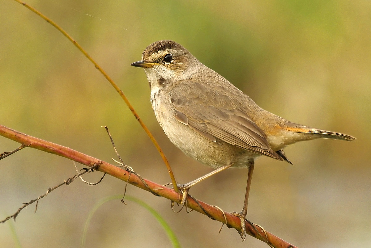 Bluethroat Female
