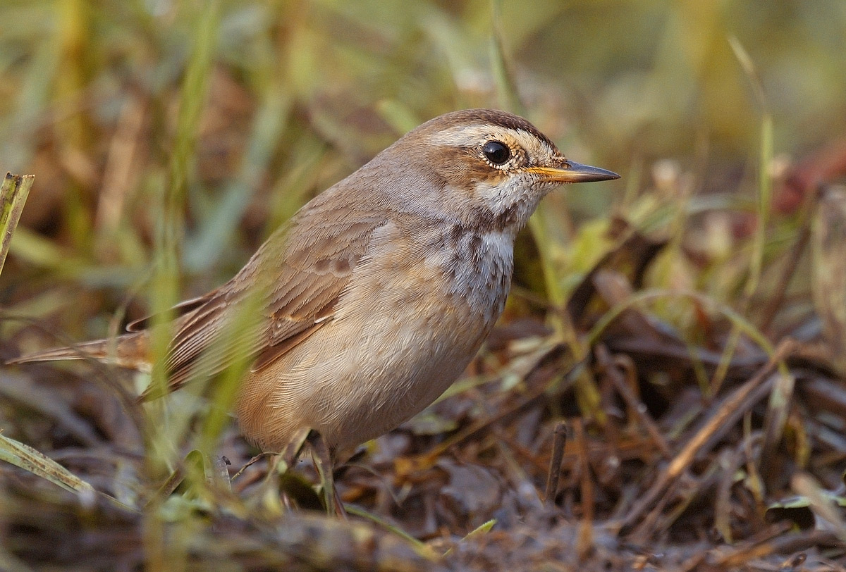 Bluethroat Female