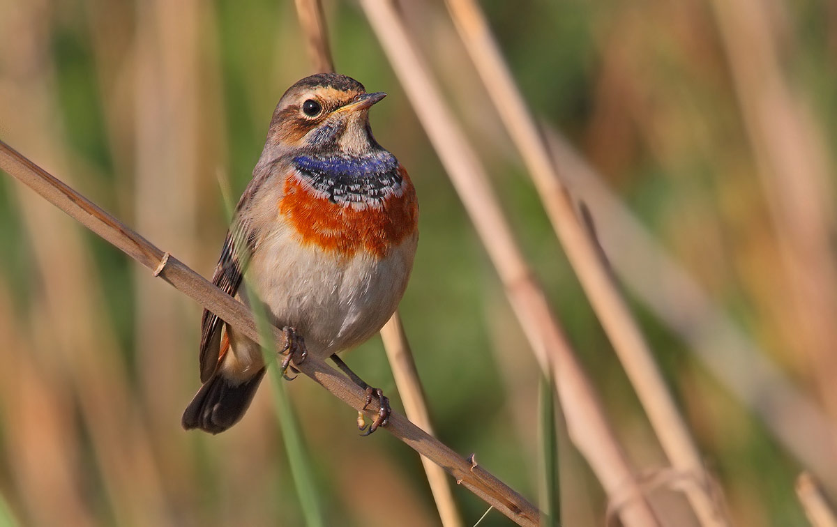 bluethroat